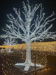 東京メガイルミに投稿された画像（2025/12/23）