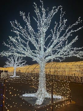 東京メガイルミに投稿された画像（2025/12/23）