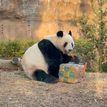 恩賜上野動物園に投稿された画像（2025/12/23）