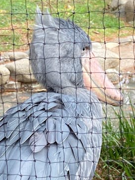 恩賜上野動物園に投稿された画像（2025/12/23）