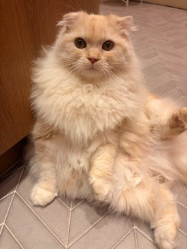 猫カフェモカららぽーと名古屋みなとアクルス店に投稿された画像（2025/12/23）