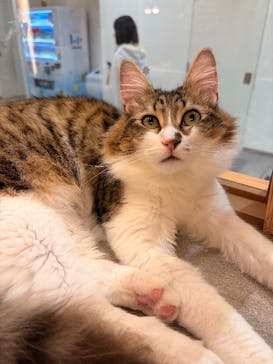 猫カフェモカららぽーと名古屋みなとアクルス店に投稿された画像（2025/12/23）