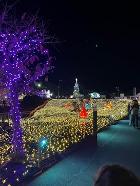 伊豆高原グランイルミに投稿された画像（2025/12/23）