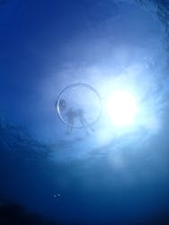 アソビュー株式会社 154200に投稿された画像（2025/12/24）