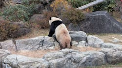 恩賜上野動物園に投稿された画像（2025/12/24）