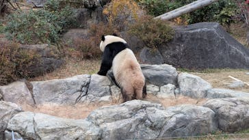 恩賜上野動物園に投稿された画像（2025/12/24）