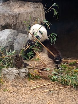 恩賜上野動物園に投稿された画像（2025/12/24）