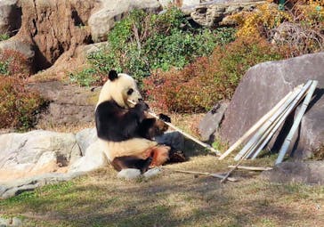 恩賜上野動物園に投稿された画像（2025/12/24）