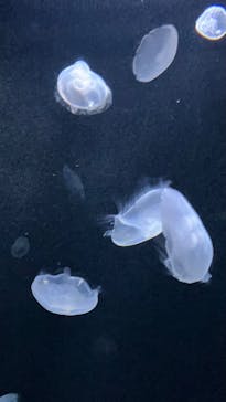 サンシャイン水族館に投稿された画像（2025/12/24）