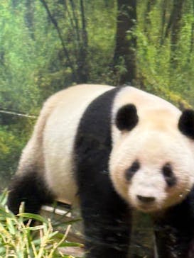 恩賜上野動物園に投稿された画像（2025/12/24）