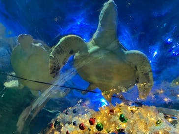 しながわ水族館に投稿された画像（2025/12/24）