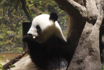 恩賜上野動物園に投稿された画像（2025/12/24）