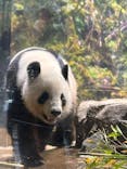 恩賜上野動物園に投稿された画像（2025/12/24）