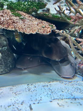 マクセル アクアパーク品川に投稿された画像（2025/12/24）