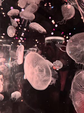 マクセル アクアパーク品川に投稿された画像（2025/12/24）