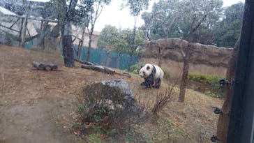 恩賜上野動物園に投稿された画像（2025/12/24）