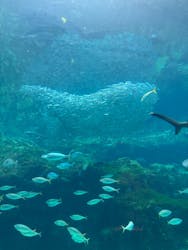 九十九島水族館海きららに投稿された画像（2025/12/24）