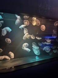 九十九島水族館海きららに投稿された画像（2025/12/24）