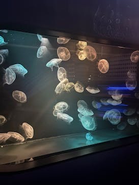 九十九島水族館海きららに投稿された画像（2025/12/24）