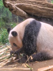 恩賜上野動物園に投稿された画像（2025/12/24）