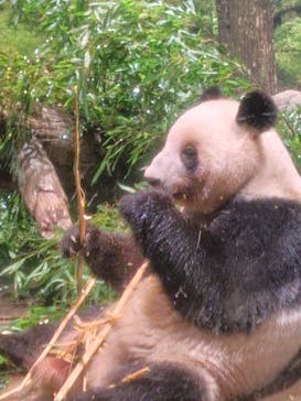 恩賜上野動物園に投稿された画像（2025/12/24）