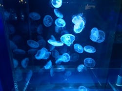京都水族館×ニデック京都タワーに投稿された画像（2025/12/24）