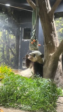 恩賜上野動物園に投稿された画像（2025/12/24）