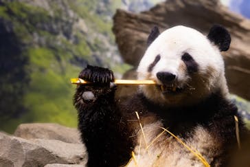 恩賜上野動物園に投稿された画像（2025/12/24）