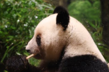 恩賜上野動物園に投稿された画像（2025/12/24）