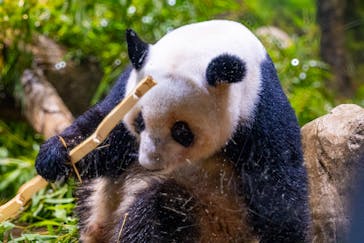 恩賜上野動物園に投稿された画像（2025/12/24）