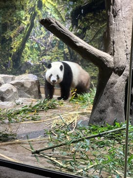 恩賜上野動物園に投稿された画像（2025/12/24）