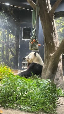 恩賜上野動物園に投稿された画像（2025/12/24）