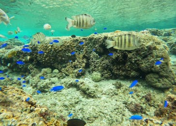 武藤潜水に投稿された画像（2025/12/24）