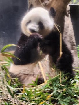 恩賜上野動物園に投稿された画像（2025/12/24）