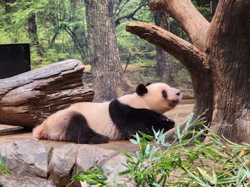 恩賜上野動物園に投稿された画像（2025/12/24）