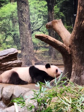 恩賜上野動物園に投稿された画像（2025/12/24）