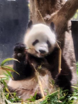 恩賜上野動物園に投稿された画像（2025/12/24）