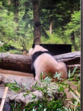 恩賜上野動物園に投稿された画像（2025/12/24）