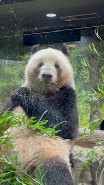 恩賜上野動物園に投稿された画像（2025/12/24）