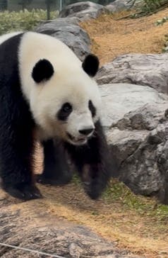 恩賜上野動物園に投稿された画像（2025/12/24）