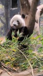 恩賜上野動物園に投稿された画像（2025/12/24）