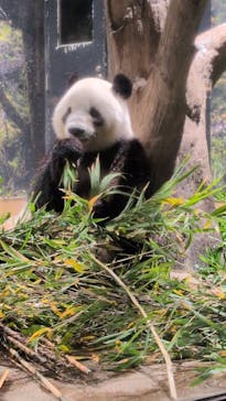 恩賜上野動物園に投稿された画像（2025/12/24）