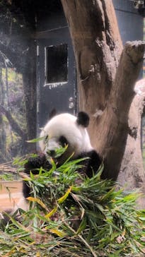 恩賜上野動物園に投稿された画像（2025/12/24）