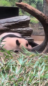 恩賜上野動物園に投稿された画像（2025/12/24）