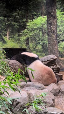 恩賜上野動物園に投稿された画像（2025/12/24）