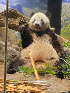 恩賜上野動物園に投稿された画像（2025/12/24）