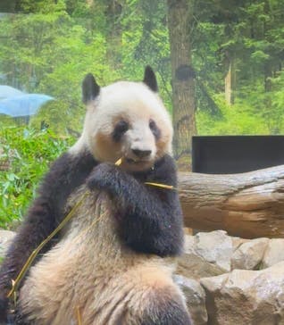 恩賜上野動物園に投稿された画像（2025/12/24）