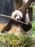 恩賜上野動物園に投稿された画像（2025/12/24）