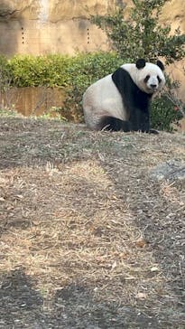 恩賜上野動物園に投稿された画像（2025/12/24）