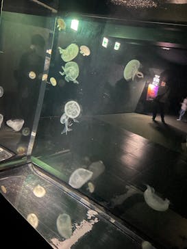 NIFREL（ニフレル）に投稿された画像（2025/12/24）